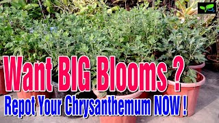 Want BIG Blooms Repot Your Chrysanthemum NOW [upl. by Clorinde330]