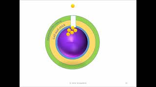 Streptococci Grampositive catalase negativecocci A [upl. by Annorah]