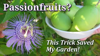 How to Grow Harvest Eat amp Control Maypop Hardy Passionfruit Vine Passiflora Incarnata TIPS [upl. by Rendrag473]