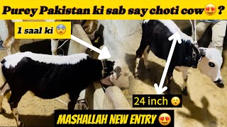 Pakistan ki sab say choti cow 😍  Age 1 year  Kodu nasal  Vlog  Noni Goshi World 🌎 [upl. by Eelatan]