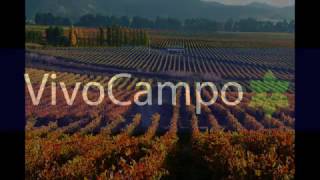 VivoCampocom  Campos fundos y terrenos en venta Chile [upl. by Ku408]