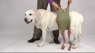 Fitting Instruction for Piccobello Dog Diapers for Large Male Dogs [upl. by Woodcock403]