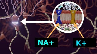 Aktionspotential und Ruhepotential  Nervenimpuls [upl. by Mosier]