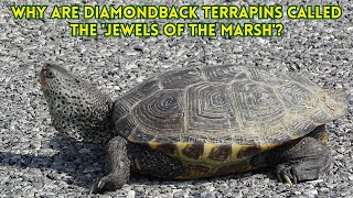 What Makes Diamondback Terrapins So Unique herps [upl. by Ramma]