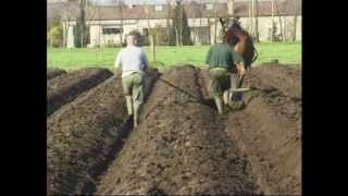 Horse Ploughing in SintKatelijneWaver [upl. by Denbrook]