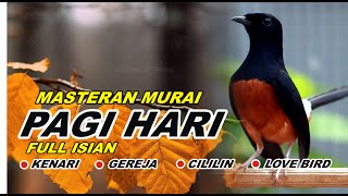 masteran pagi hari MURAI FULL ISIAN CILILIN KENARI GEREJA TARUNG LOVEBIRD NGEKEK PANJANG Eps74 [upl. by Efthim410]