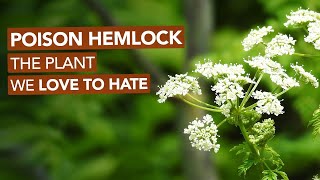 Hemlock Poisoning Recognizing and Responding to a Deadly Plant [upl. by Nnayllas]