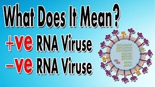 What We Mean By Positive amp Negative RNA Viruses [upl. by Hillinck470]