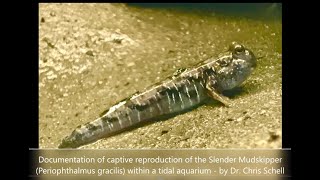 Mudskipper Breeding [upl. by Tai]