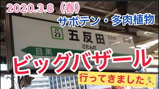 ビッグバザール春《サボテン・多肉植物》2020年3月8日開催！ [upl. by Waddle]