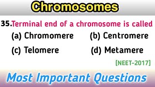 Chromosomes  Genetics mcq  School of Biology [upl. by Bronwyn648]