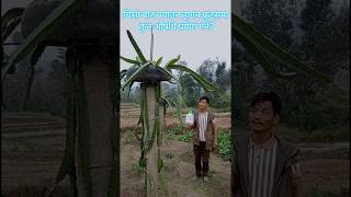 What medicine to give in dragon fruits to protect against cold himaldragonfruitsfarm dragonfruits [upl. by Arodal]