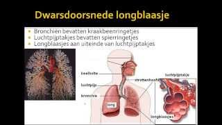 2 ademhalingsstelsel van de mens [upl. by Anelej]