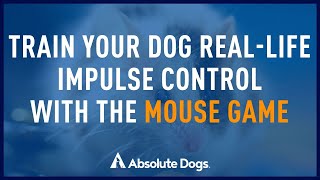 Impulse Control Teach Your Dog Simple SelfControl With Mouse Game [upl. by Adahs]