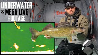 Ice Fishing AGGRESSIVE Walleyes Jigging  UNDERWATER Footage [upl. by Schacker]