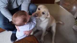 Cute Dog Licks Baby Laughs [upl. by Kahcztiy661]