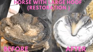 Shire Horse Complete restoration Shire Horse Restoration Compilation shirehorse huge massivehoof [upl. by Acitel]