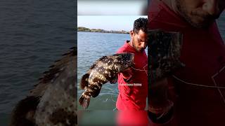 Grouper Fish Fishing in River Mouth fishingislife grouperfish fishingtecnique fish fishing [upl. by Bigford]