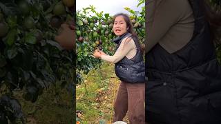 Beautiful Landscape of Delicious Passion Fruit Farm  Passion Fruit Farming shorts satisfying [upl. by Charpentier208]