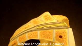 bio 141 vertebral ligaments [upl. by Ahtebat]