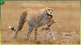 10 Shocking Times When Merciless Predators Destroyed Baby Animals [upl. by Razatlab]