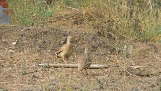 Grey Francolin call [upl. by Germaine961]