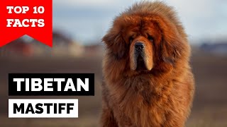 Tibetan Mastiff  Top 10 Facts [upl. by Kcirdneked]