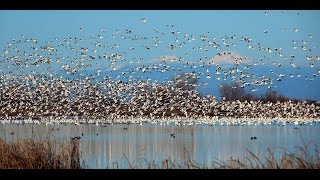 Do I have Dyscalculia Ive lost count Snow Geese at Sacramento National Wildlife Refuge2017114 [upl. by Hortense]