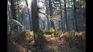 Heerlijke zonnige november wandeling door Groot Bylaer [upl. by Ducan]