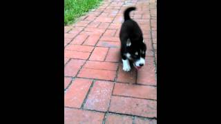 Agouti Siberian Husky puppy [upl. by Olmstead]