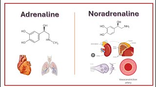 Adrenaline vs Noradrenaline What’s the Difference [upl. by Naomi]