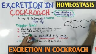 Excretion In Cockroach  Class 12 Biology [upl. by Santini]