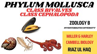 Class Bivalvia and Class Cephalopoda Phylum Mollusca Zoology B Invertebrates Diversity [upl. by Arihsa]