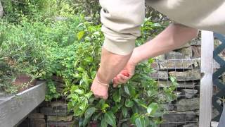 How to prune camelias [upl. by Brathwaite]