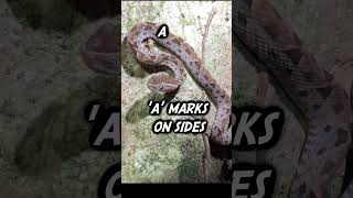 ID a FerDeLance Snake short [upl. by Huskey]