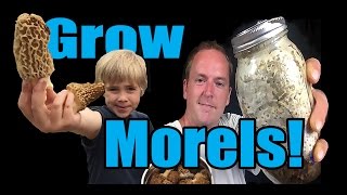 How to Grow Morel Mushrooms At HOME [upl. by Nyrb478]