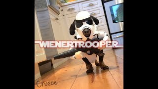 Star Wars WIENERTROOPER  Dachshund Star Wars Cosplay [upl. by Mumford562]