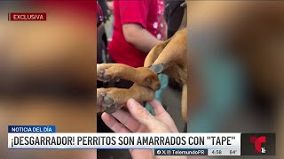 Con sus patas amarradas abandonan perritos en evento de esterilización [upl. by Aryad]