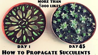 How to Propagate Succulents Fast n Easy [upl. by Ataliah938]