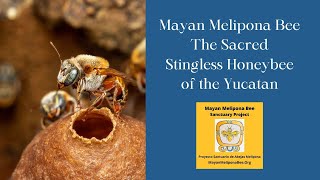 Mayan Melipona Bee The Sacred Stingless Honeybee of the Yucatan [upl. by Sakul]