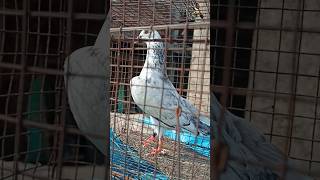 A1 quality madrasi pigeon🔥🕊️ [upl. by Giddings]