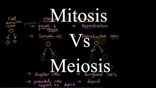 Mitosis and Meiosis  similarities and differences [upl. by Haydon]