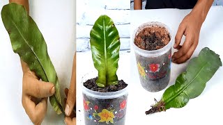 How to propagate Bird’s nest fern plant from single leaf [upl. by Tebzil886]