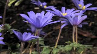 Anemone blanda Atrocaerulea flowers opening time lapse [upl. by Glanville]