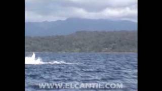 Ballenas Jorobadas en Nuquí Chocó Colombia [upl. by Ball]