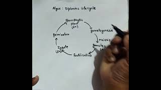 Diplontic life cycle in algae  diagram with important points [upl. by Porte403]