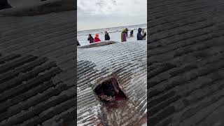 Beached Whale Anchorage Alaska shorts trending viralvideo shortvideo fishing fyp fypシ゚ [upl. by Stephine]