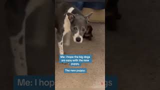 The Bully New Puppy Scares The Big Dogs 🐶💪 bulldog dachshund comedy funny bully strong trend [upl. by Bethena]