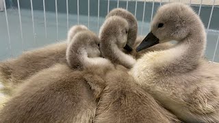 5 cygnets from Esplanade swan family rescued after parents euthanized [upl. by Allyce287]