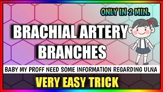 Brachial Artery Branches [upl. by Schapira796]